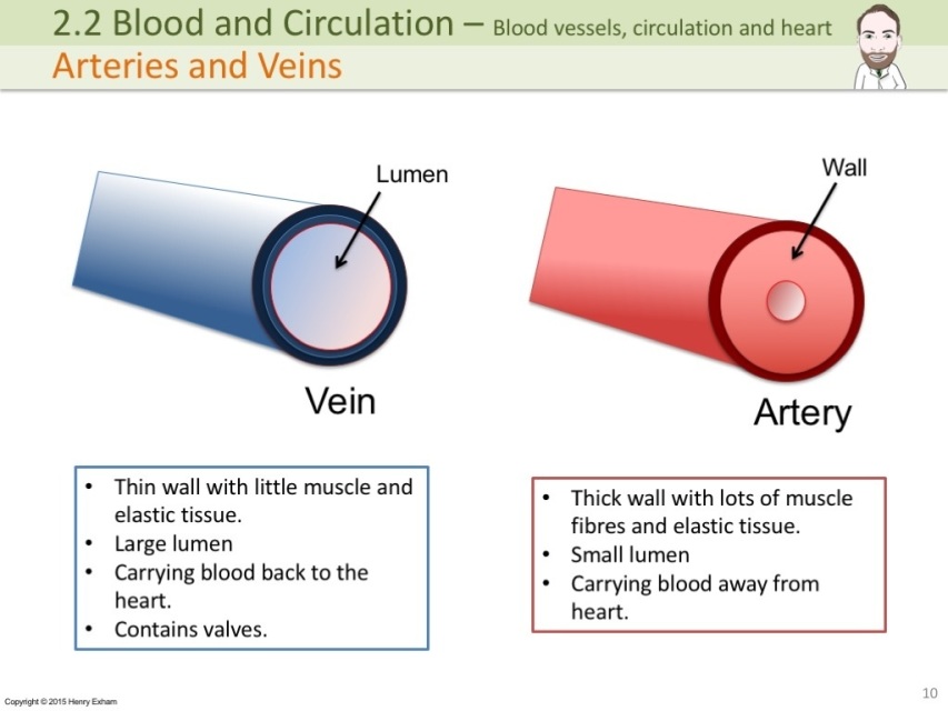 IGCSE Blood vessels, circulation and the heart