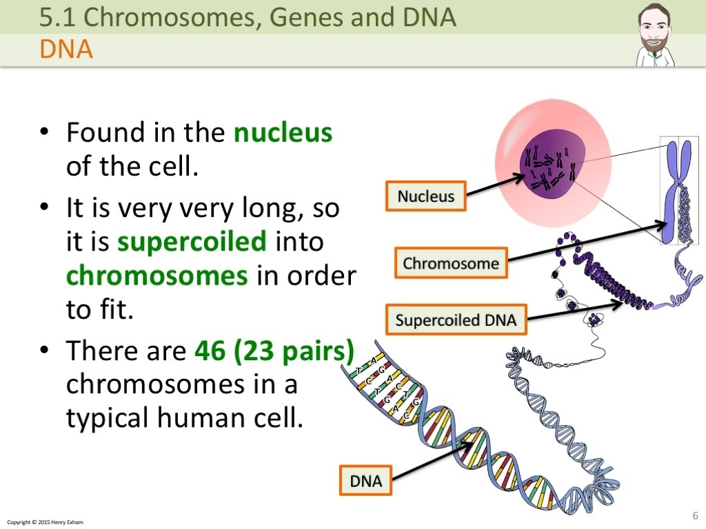 Dna Chromosomes Genes Traits Intro To Heredity Recap - vrogue.co