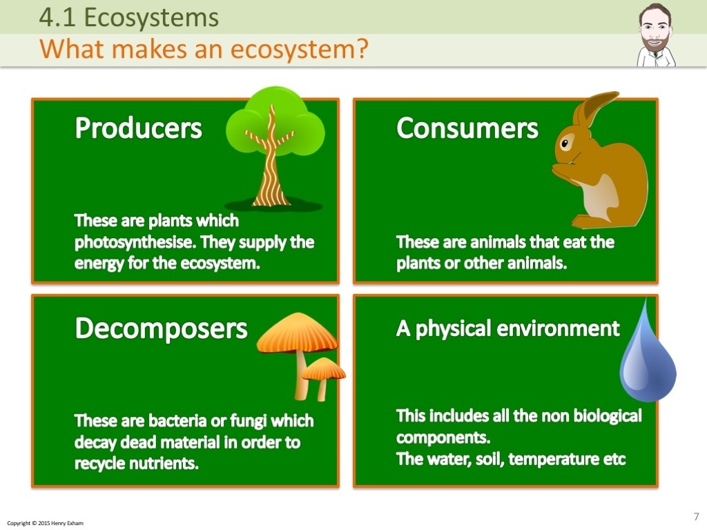 presentation of ecosystem