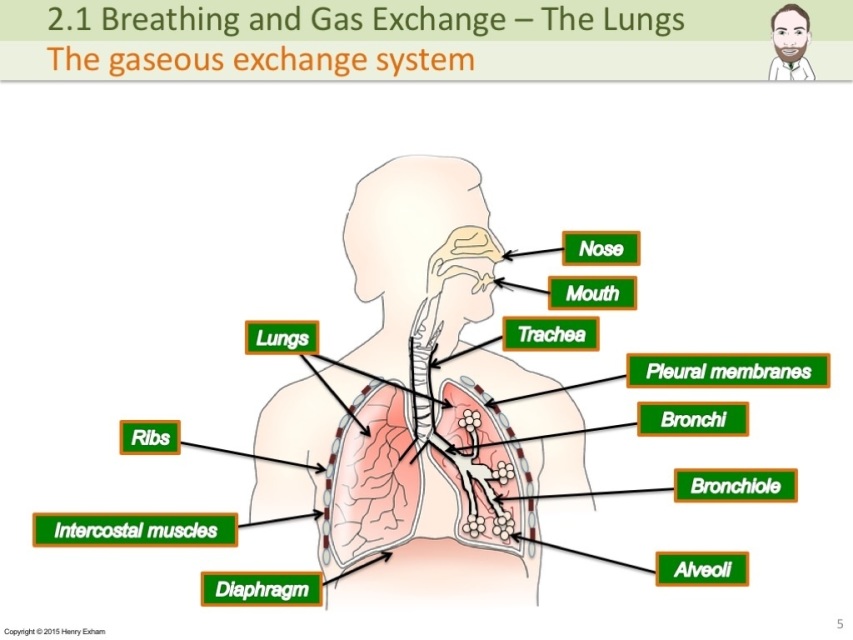 igcse-the-lungs-gas-exchange-and-smoking